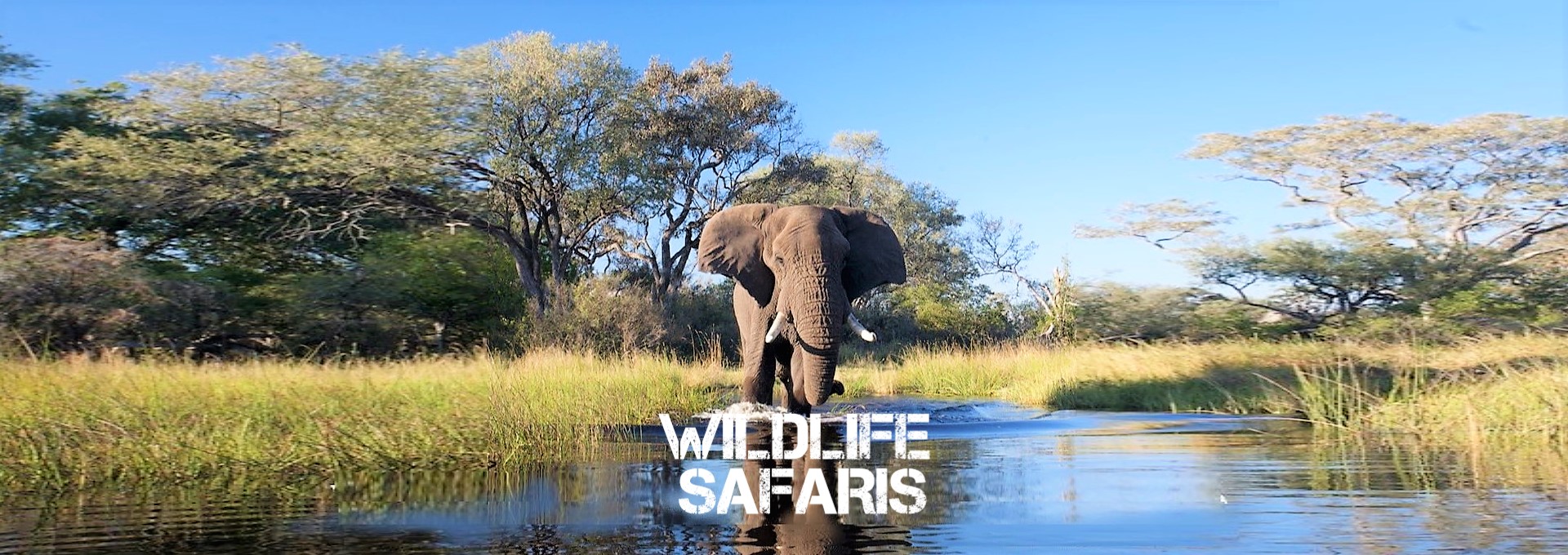 african wildlife safari san antonio