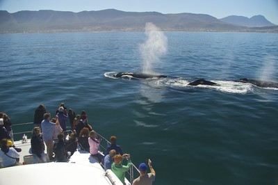 10-humpback-whales-with-the-boat