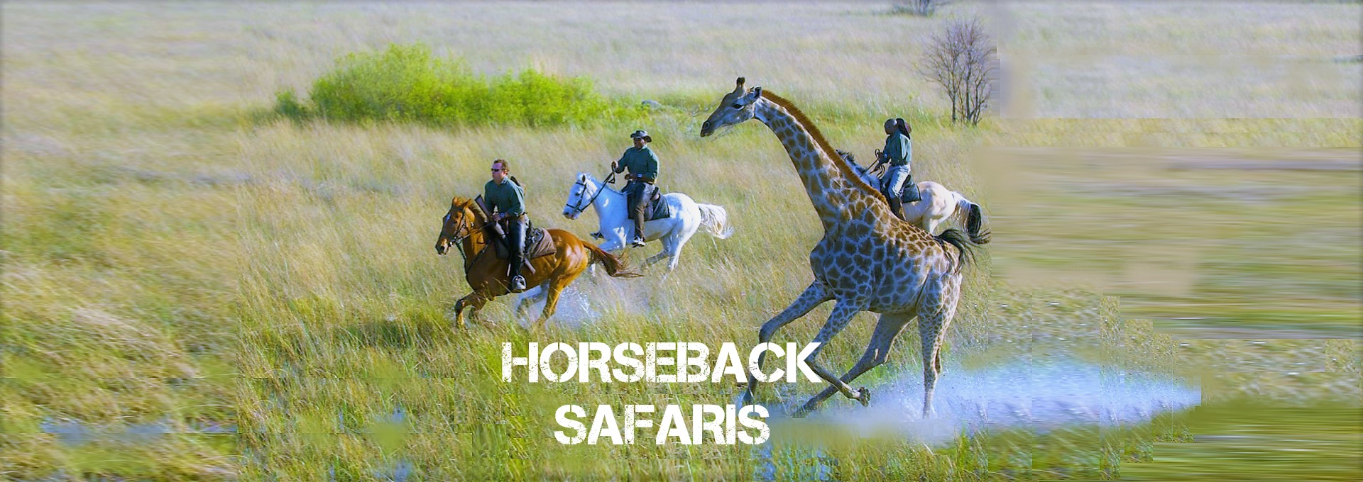 Horseback Safaris