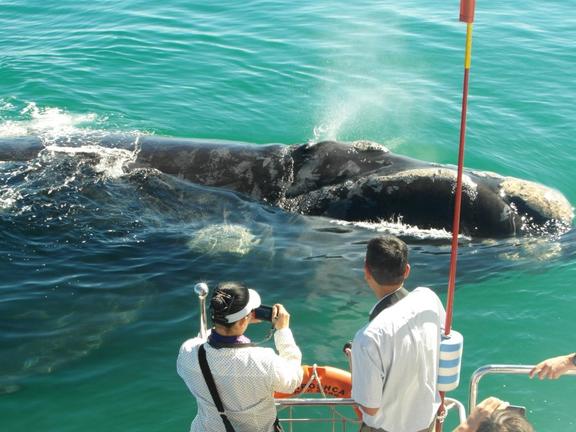 5._southern_right_whale_at_our_boat