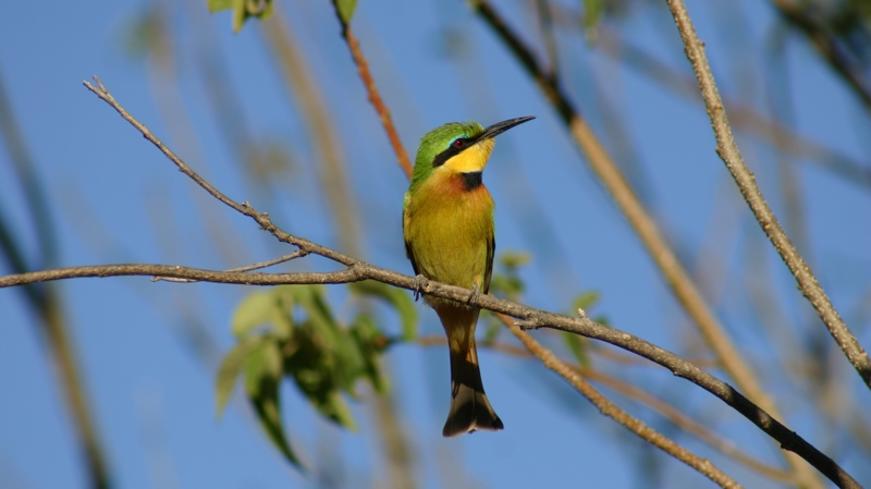 IMG_Little Bee-Eater in the Delta Moremi Game Reserve.1