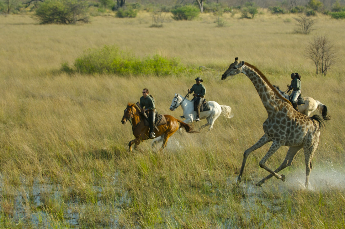 botswana horse safaris