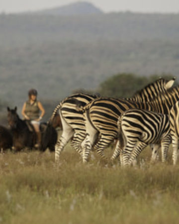 Horseback Safaris