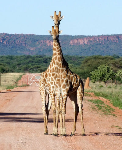 giraffes-road-waterberg-ww-achim-08-12-d