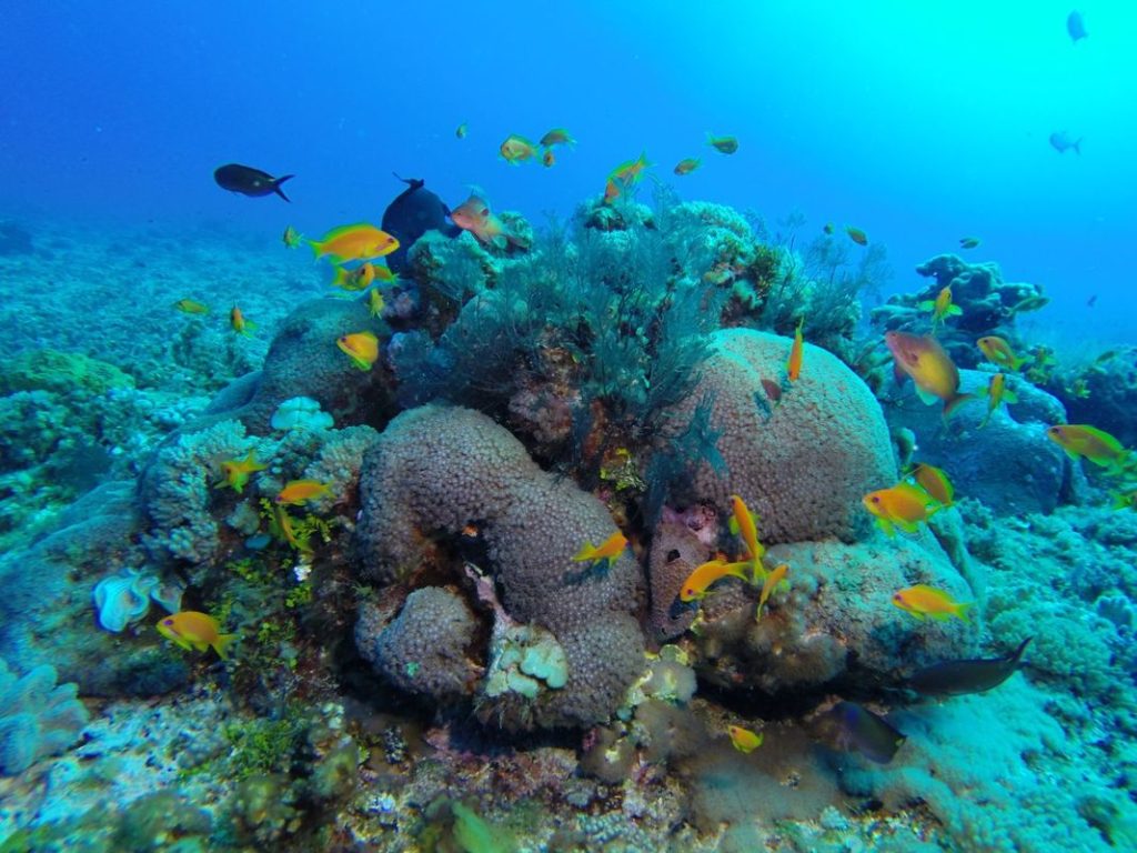 Coral reefs of Zanzibar