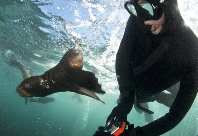 seal-snorkeling-animal-ocean-14_2