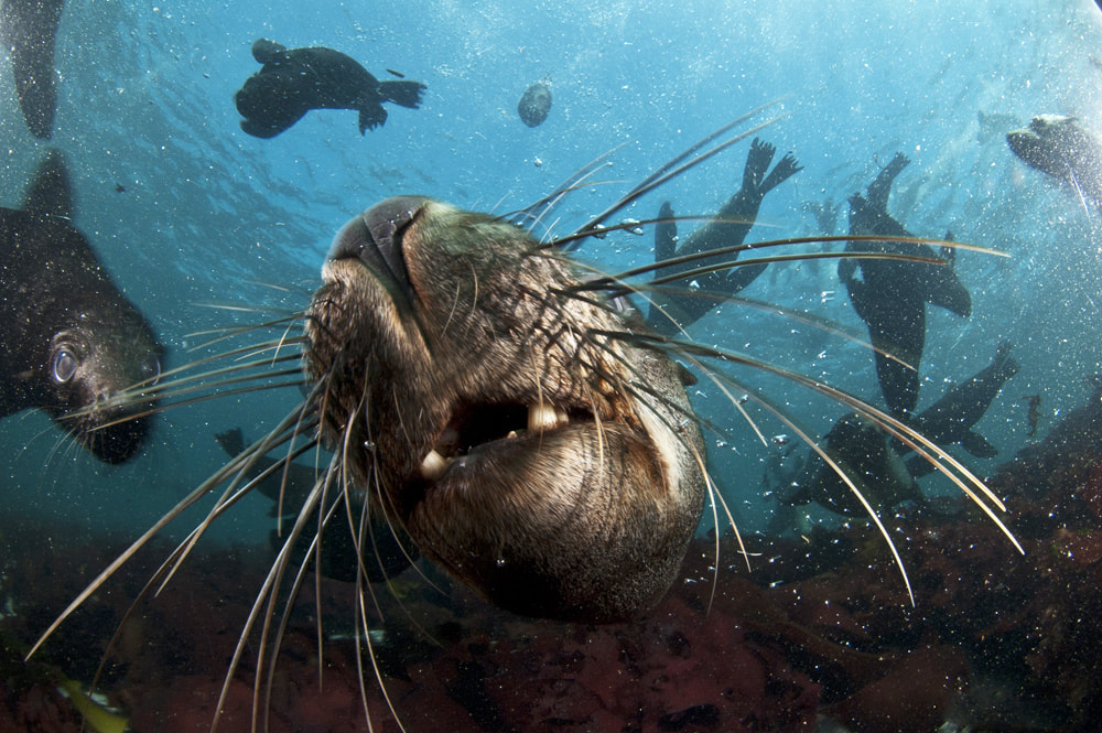 seal-snorkeling-animal-ocean-1_2_orig