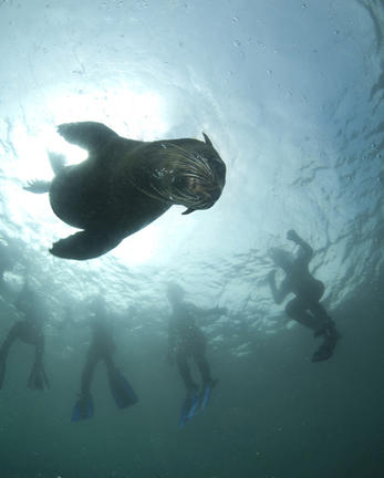 seal_snorkeling_animal_ocean_3